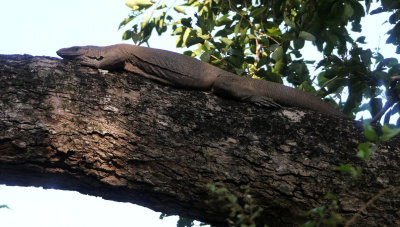 REPTILE - MONITOR LIZARD - UDAWALAWA NATIONAL PARK SRI LANKA (2).JPG