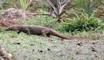 REPTILE - MONITOR LIZARD - UDAWALAWA NATIONAL PARK SRI LANKA (6).JPG