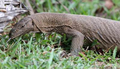 REPTILE - MONITOR LIZARD - UDAWALAWA NATIONAL PARK SRI LANKA (9).JPG