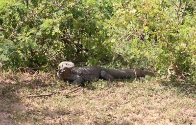 REPTILE - MONITOR LIZARD - YALA NATIONAL PARK SRI LANKA - PHOTO BY SOM SMITH (1).JPG