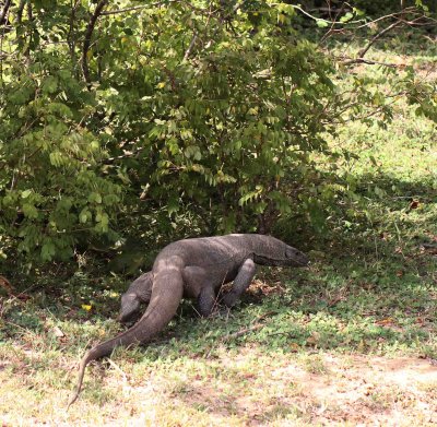 REPTILE - MONITOR LIZARD - YALA NATIONAL PARK SRI LANKA - PHOTO BY SOM SMITH (3).JPG