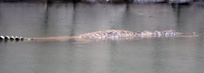 REPTILE - MUGGER CROCODILE - SIRIGIYA FOREST SRI LANKA (1).JPG