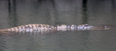 REPTILE - MUGGER CROCODILE - SIRIGIYA FOREST SRI LANKA (5).JPG