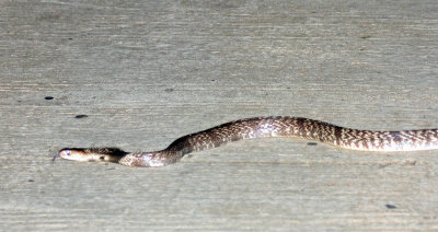 REPTILE - SNAKE SPECIES - SIRIGIYA FOREST AREA SRI LANKA (2).JPG