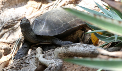 REPTILE - TURTLE SPECIES - SIRIGIYA FOREST AREA SRI LANKA (1).JPG