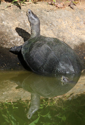 REPTILE - TURTLE SPECIES - SIRIGIYA FOREST SRI LANKA (1).JPG