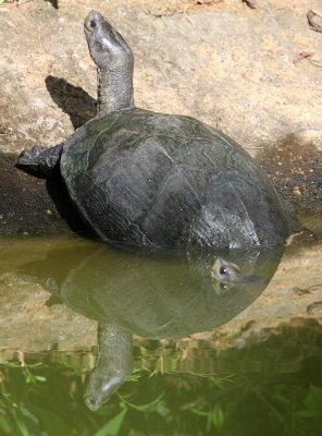 REPTILE - TURTLE SPECIES - SIRIGIYA FOREST SRI LANKA (2).JPG