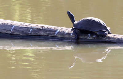 REPTILE - TURTLE SPECIES - UDAWALAWA NATIONAL PARK SRI LANKA.JPG