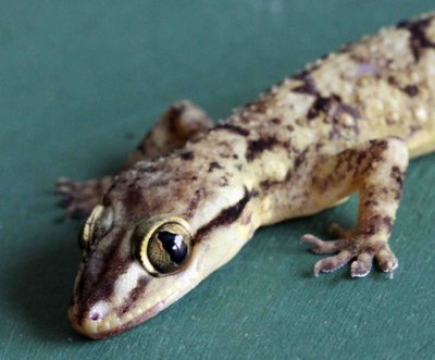 Reptile - Gecko - Bark Gecko - Hemidactylus leschenaulti - yala national park sri lanka - photo by som smith (11).JPG