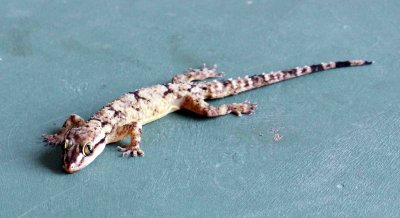 Reptile - Gecko - Bark Gecko - Hemidactylus leschenaulti - yala national park sri lanka - photo by som smith (12).JPG