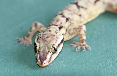 Reptile - Gecko - Bark Gecko - Hemidactylus leschenaulti - yala national park sri lanka - photo by som smith (13).JPG