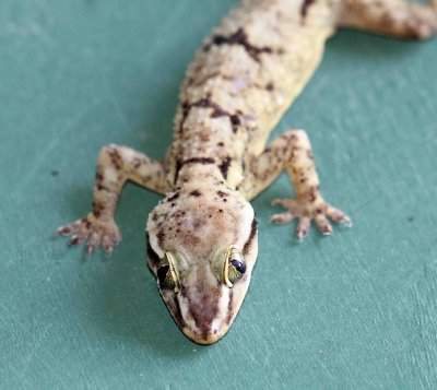 Reptile - Gecko - Bark Gecko - Hemidactylus leschenaulti - yala national park sri lanka - photo by som smith (14).JPG