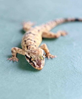 Reptile - Gecko - Bark Gecko - Hemidactylus leschenaulti - yala national park sri lanka - photo by som smith (15).JPG