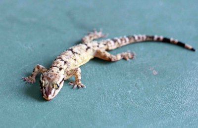 Reptile - Gecko - Bark Gecko - Hemidactylus leschenaulti - yala national park sri lanka - photo by som smith (16).JPG