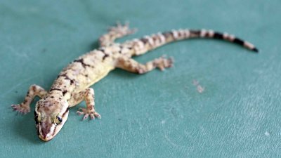 Reptile - Gecko - Bark Gecko - Hemidactylus leschenaulti - yala national park sri lanka - photo by som smith (17).JPG