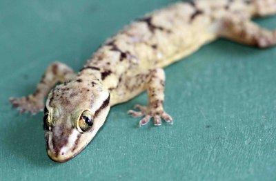 Reptile - Gecko - Bark Gecko - Hemidactylus leschenaulti - yala national park sri lanka - photo by som smith (18).JPG