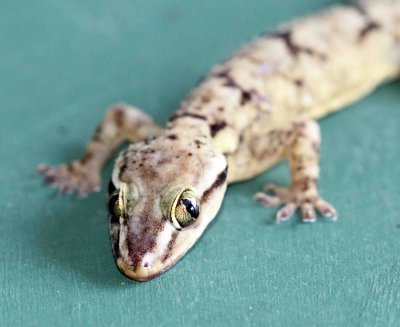Reptile - Gecko - Bark Gecko - Hemidactylus leschenaulti - yala national park sri lanka - photo by som smith (19).JPG