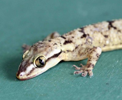 Reptile - Gecko - Bark Gecko - Hemidactylus leschenaulti - yala national park sri lanka - photo by som smith (20).JPG
