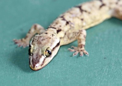 Reptile - Gecko - Bark Gecko - Hemidactylus leschenaulti - yala national park sri lanka - photo by som smith (21).JPG