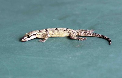 Reptile - Gecko - Bark Gecko - Hemidactylus leschenaulti - yala national park sri lanka - photo by som smith (22).JPG