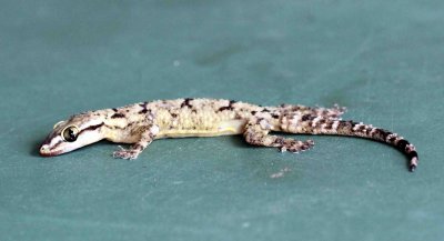 Reptile - Gecko - Bark Gecko - Hemidactylus leschenaulti - yala national park sri lanka - photo by som smith (23).jpg