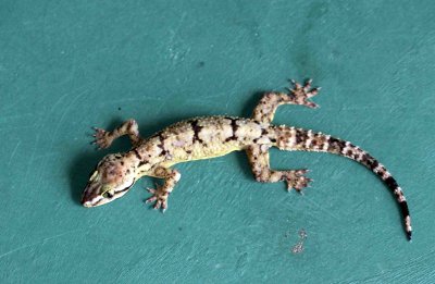 Reptile - Gecko - Bark Gecko - Hemidactylus leschenaulti - yala national park sri lanka - photo by som smith (24).JPG