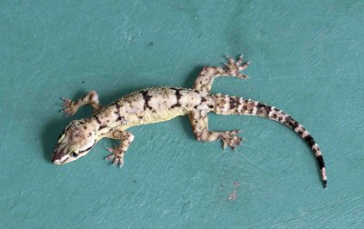 Reptile - Gecko - Bark Gecko - Hemidactylus leschenaulti - yala national park sri lanka - photo by som smith (25).JPG