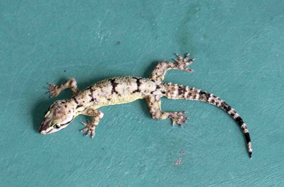 Reptile - Gecko - Bark Gecko - Hemidactylus leschenaulti - yala national park sri lanka - photo by som smith (26).jpg