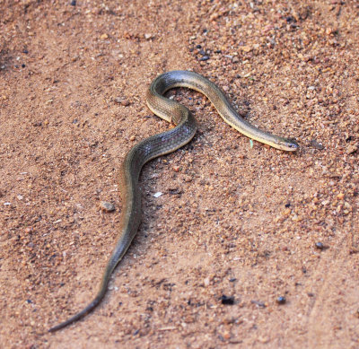 Reptile - Olive Keelback - Atretrium schistosum - singharaja national park, sri lanka - photo by som smith (15).JPG
