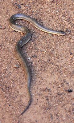 Reptile - Olive Keelback - Atretrium schistosum - singharaja national park, sri lanka - photo by som smith (25).JPG