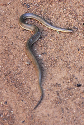 Reptile - Olive Keelback - Atretrium schistosum - singharaja national park, sri lanka - photo by som smith (26).JPG