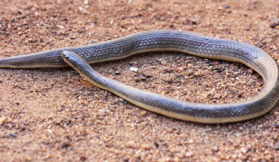 Reptile - Olive Keelback - Atretrium schistosum - singharaja national park, sri lanka - photo by som smith (29).JPG