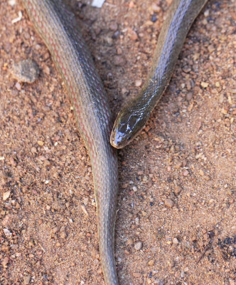 Reptile - Olive Keelback - Atretrium schistosum - singharaja national park, sri lanka - photo by som smith (30).JPG