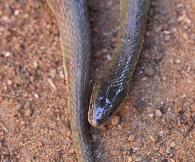 Reptile - Olive Keelback - Atretrium schistosum - singharaja national park, sri lanka - photo by som smith (31).JPG