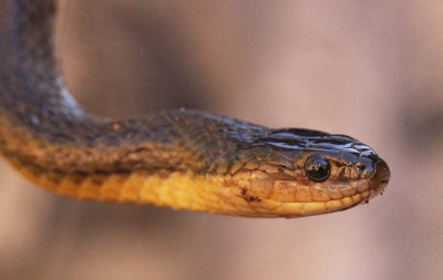 Reptile - Olive Keelback - Atretrium schistosum - singharaja national park, sri lanka - photo by som smith (36).JPG
