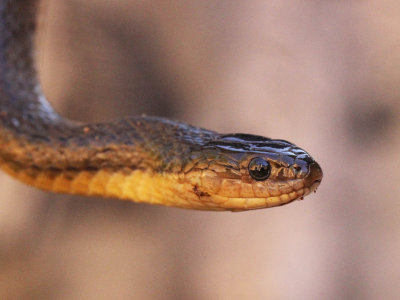 Reptile - Olive Keelback - Atretrium schistosum - singharaja national park, sri lanka - photo by som smith (37).JPG