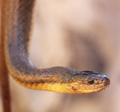 Reptile - Olive Keelback - Atretrium schistosum - singharaja national park, sri lanka - photo by som smith (39).jpg