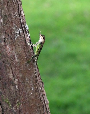 Reptile - Rhino-horned Lizard - Ceratophora stoddartii - Nuwara Eliya Sri Lanka (21).JPG