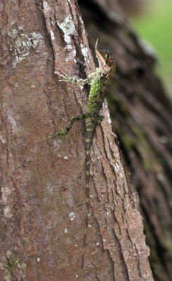 Reptile - Rhino-horned Lizard - Ceratophora stoddartii - Nuwara Eliya Sri Lanka (23).JPG