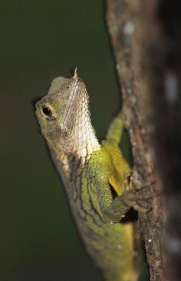Reptile - Rhino-horned Lizard - Ceratophora stoddartii - Nuwara Eliya Sri Lanka (33).JPG