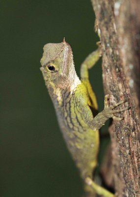 Reptile - Rhino-horned Lizard - Ceratophora stoddartii - Nuwara Eliya Sri Lanka (37).JPG