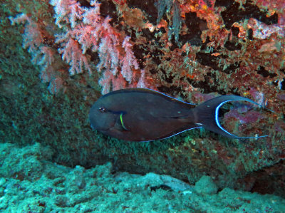 Acanthuridae - Acanthurus fowleri - Fowler's Surgeonfish - Similan Islands Marine Park Thailand.JPG