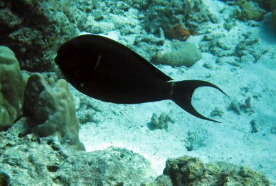 Acanthuridae - Acanthurus leucocheilus - Pale-lipped Surgeonfish - Similan Islands Marine Park Thailand.JPG