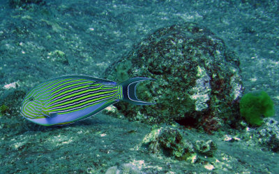 Acanthuridae - Acanthurus lineatus - Blue-lined Surgeonfish - Similan Islands Marine Park Thailand (1).JPG