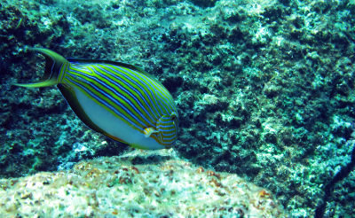 Acanthuridae - Acanthurus lineatus - Blue-lined Surgeonfish - Similan Islands Marine Park Thailand.JPG