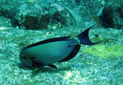 Acanthuridae - Acanthurus maculiceps - Earbar Surgeonfish - Similan Islands Marine Park Thailand (3).JPG