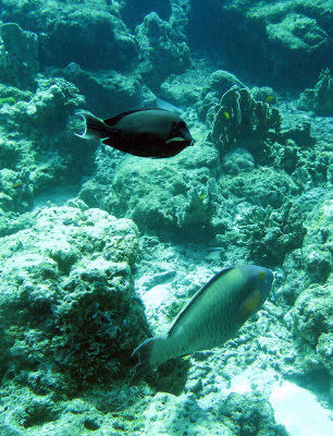 Acanthuridae - Acanthurus pyroferus - Mimic Surgeonfish with Parrotfish - Similan Islands Marine Park Thailand.JPG