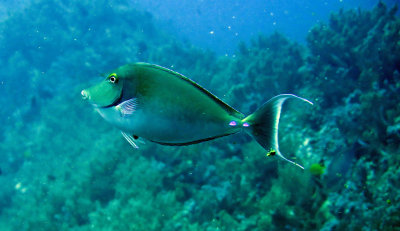 Acanthuridae - Brown Unicornfish - Naso unicornis - Similan Islands Marine Park Thailand.JPG