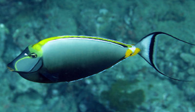 Acanthuridae - Stripe-faced Unicornfish - Naso lituratus - Similan Islands Marine Park Thailand.JPG