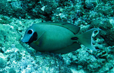 Acanthuridae - Surgeonfish species - Similan Islands Marine Park Thailand (2).JPG